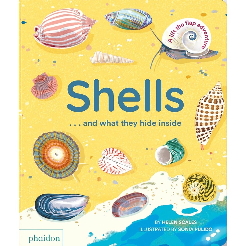 Shells… and what they hide inside: A Lift-the-Flap Adventure