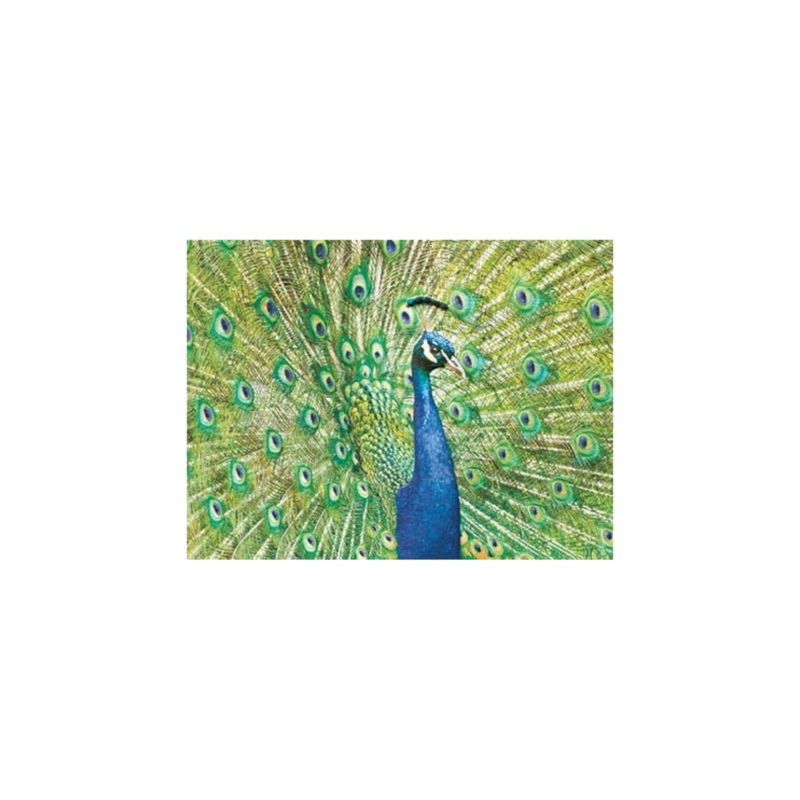 Enesco – 79137 | Card – Peacock