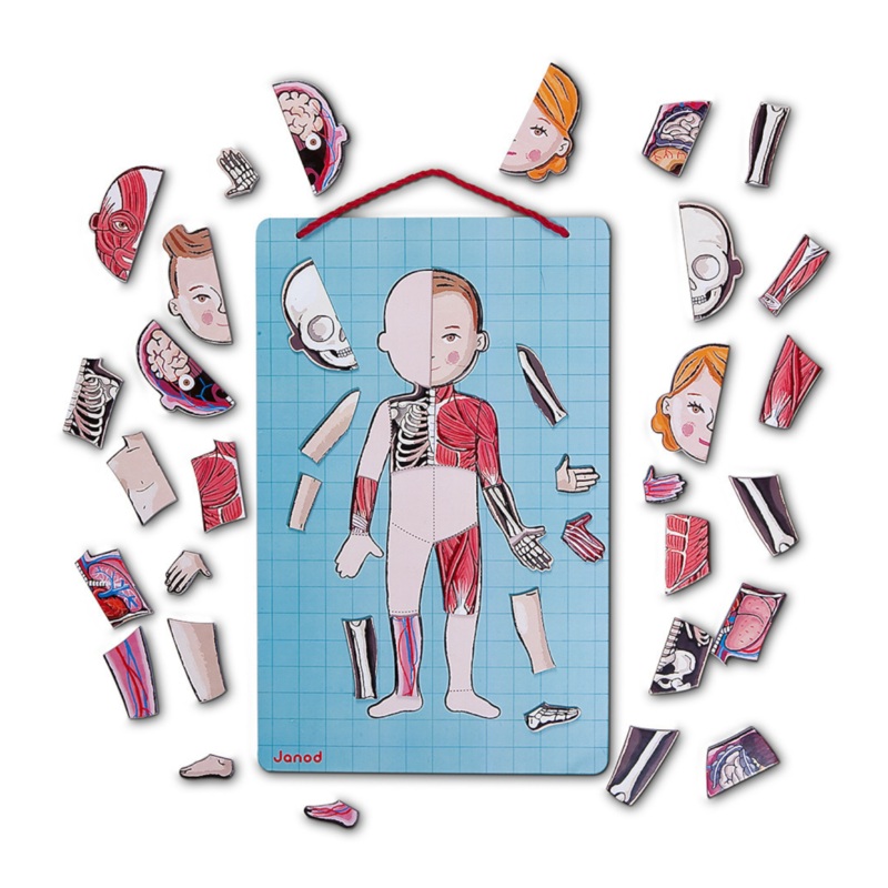 Janod – J05491 | Body Magnet Game