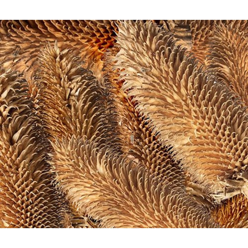 Zart – Discovery Brush Cones 10 piece