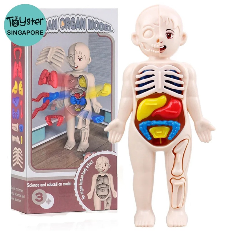 13Pcs Set Science Education Human Body Organ Anatomy Model